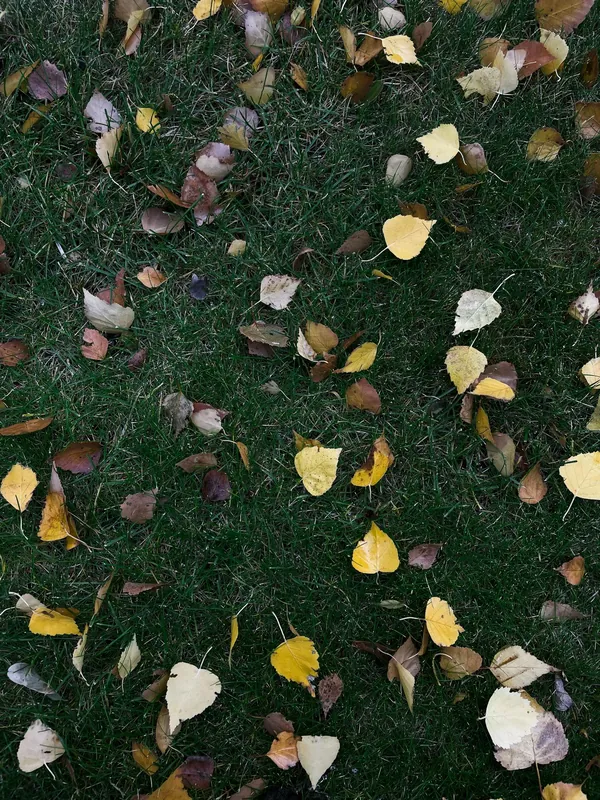 Autumn leaves on green grass