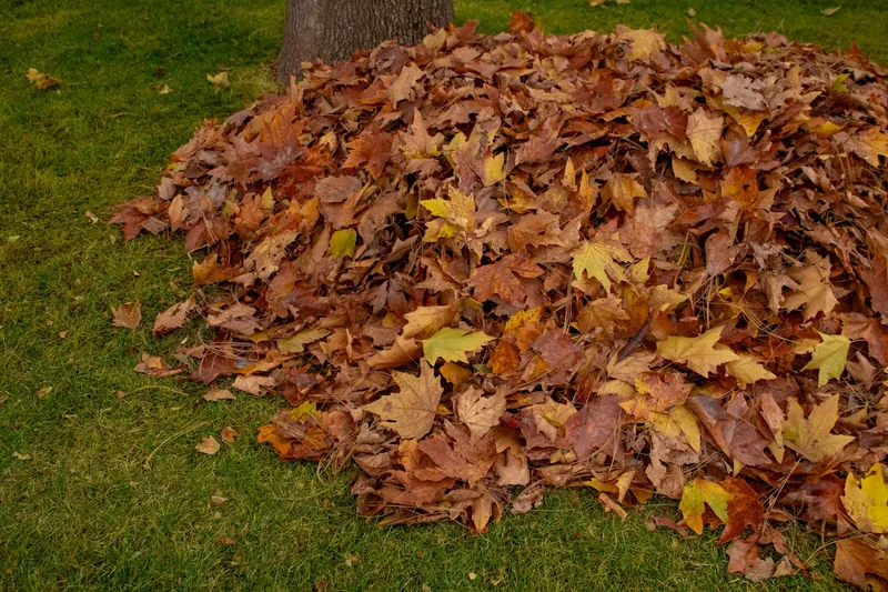 Substantial pile of raked autumn leaves on a green lawn