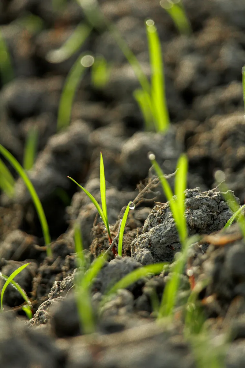 Fresh grass seedlings emerging from soil — newly seeded lawn